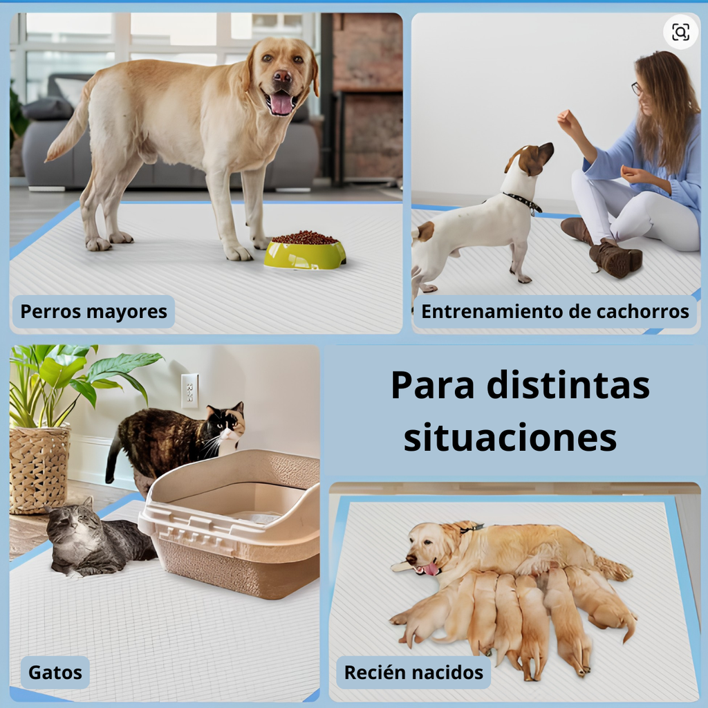 Pañales Absorbentes